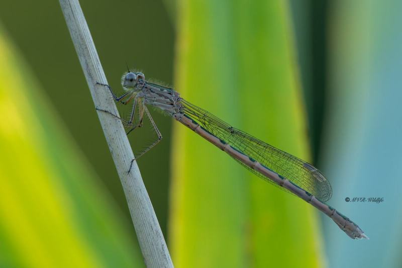 5X8A8631-Noordse-winterjuffer-Sympecma-paedisca-Siberian-Winter-Damsel-Sibirische-Winterlibelle-Brunette-siberienne_1