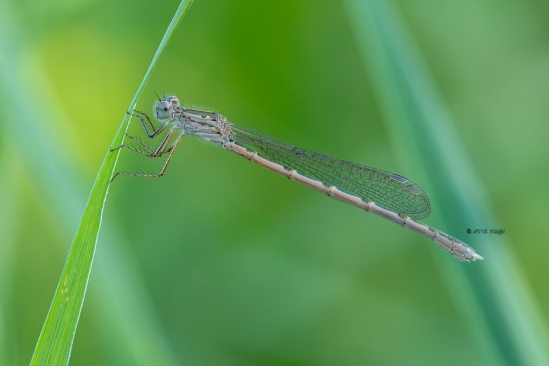 5X8A8661-Noordse-winterjuffer-Sympecma-paedisca-Siberian-Winter-Damsel-Sibirische-Winterlibelle-Brunette-siberienne_1