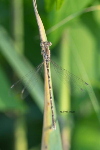 5X8A8590-Noordse-winterjuffer-Sympecma-paedisca-Siberian-Winter-Damsel-Sibirische-Winterlibelle-Brunette-siberienne_1