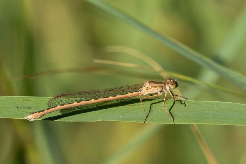 5X8A8699-Noordse-winterjuffer-Sympecma-paedisca-Siberian-Winter-Damsel-Sibirische-Winterlibelle-Brunette-siberienne_1