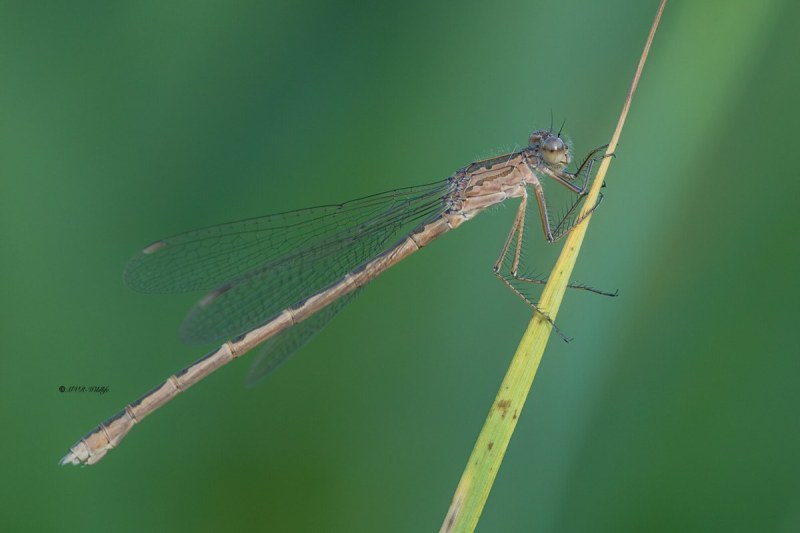 5X8A8710-Noordse-winterjuffer-Sympecma-paedisca-Siberian-Winter-Damsel-Sibirische-Winterlibelle-Brunette-siberienne_1