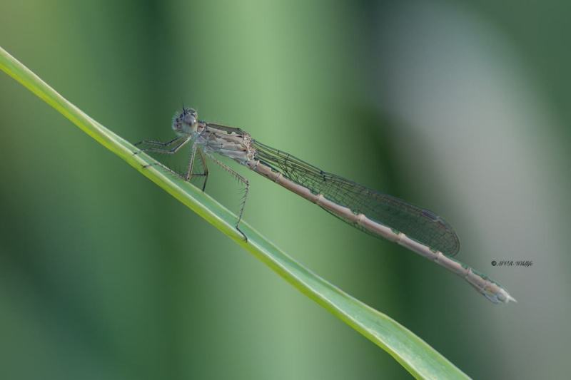 5X8A8645-Noordse-winterjuffer-Sympecma-paedisca-Siberian-Winter-Damsel-Sibirische-Winterlibelle-Brunette-siberienne_1