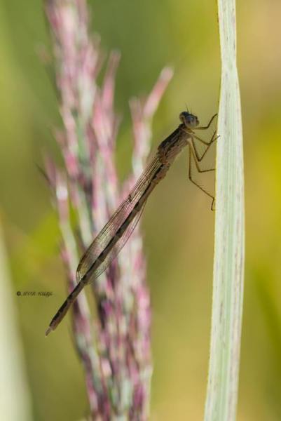 5X8A8913-Noordse-winterjuffer-Sympecma-paedisca-Siberian-Winter-Damsel-Sibirische-Winterlibelle-Brunette-siberienne_1