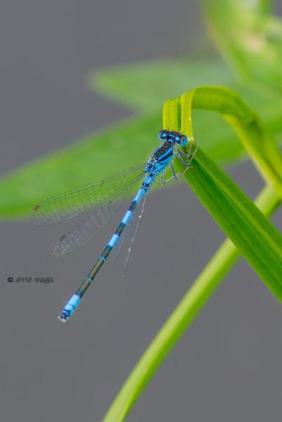 B65A5184-Gaffelwaterjuffer-Coenagrion-scitulum-Dainty-Bluet-Gabel-Azurjungfer-Agrion-mignon_1