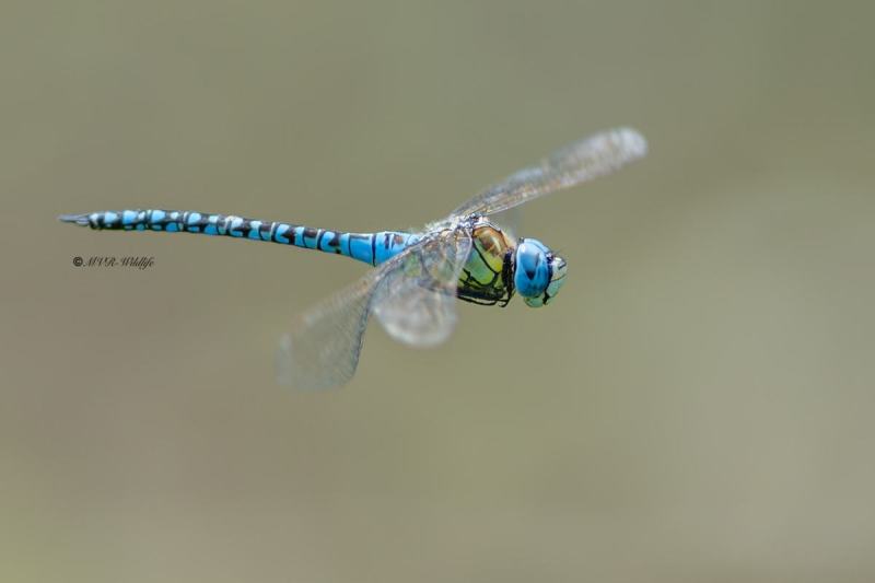 5X8A7328-Zuidelijke-glazenmaker-Aeshna-affinis-Blue-eyed-Hawker-Sudliche-Mosaikjungfer-Aeschne-affine-Aeshna-affinis_1