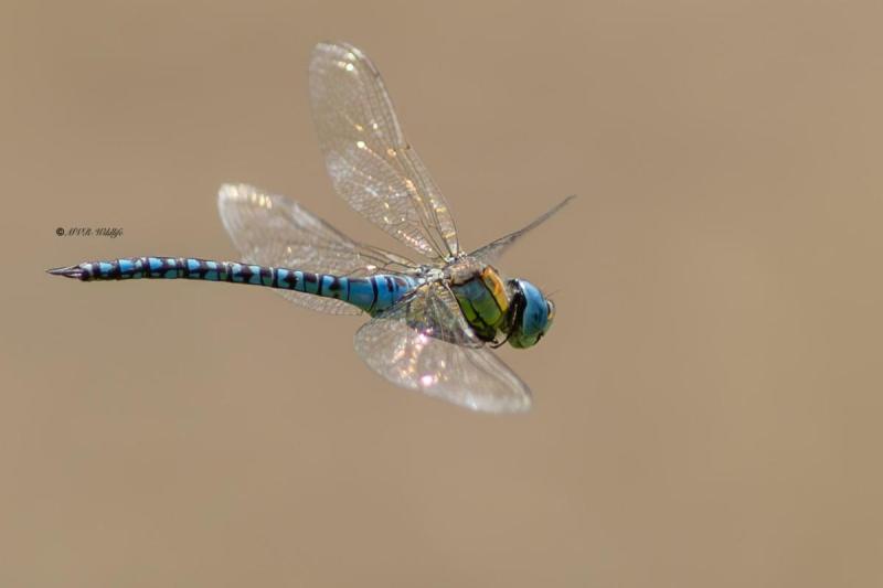 5X8A7356-Zuidelijke-glazenmaker-Aeshna-affinis-Blue-eyed-Hawker-Sudliche-Mosaikjungfer-Aeschne-affine-Aeshna-affinis_1