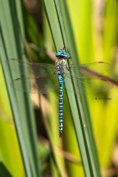 5X8A7440-Zuidelijke-glazenmaker-Aeshna-affinis-Blue-eyed-Hawker-Sudliche-Mosaikjungfer-Aeschne-affine-Aeshna-affinis_1