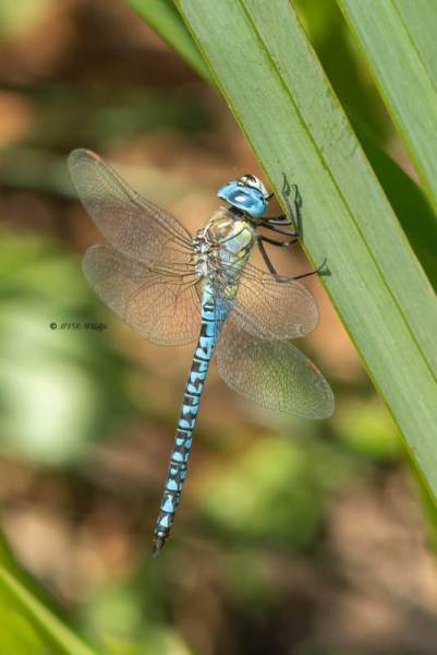 5X8A7444-Zuidelijke-glazenmaker-Aeshna-affinis-Blue-eyed-Hawker-Sudliche-Mosaikjungfer-Aeschne-affine-Aeshna-affinis_1