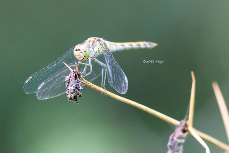 B65A1058-Bruinrode-Heidelibel-Sympetrum-Striolatum-Common-Darter-Grosse-Heidelibelle-Sympetrum-a-cote-strie_1