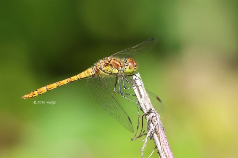 B65A3197-Bruinrode-heidelibel-Sympetrum-Striolatum-Common-Darter-Grosse-Heidelibelle-Sympetrum-a-cote-strie_1