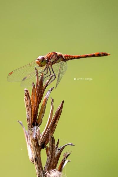 B65A3438-Bruinrode-Heidelibel-Sympetrum-Striolatum-Common-Darter-Grosse-Heidelibelle-Sympetrum-a-cote-strie_1