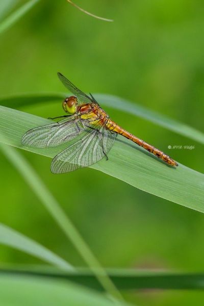 B65A5726-Bruinrode-Heidelibel-Sympetrum-Striolatum-Common-Darter-Grosse-Heidelibelle-Sympetrum-a-cote-strie_1