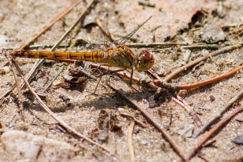 BR8A4177-Bruinrode-heidelibel-Sympetrum-Striolatum-Common-Darter-Grosse-Heidelibelle-Sympetrum-a-cote-strie_1
