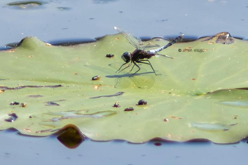 1_5X8A3792-Sierlijke-witsnuitlibel-Leucorrhinia-caudalis-Lilypad-Whiteface-Zierliche-Moosjungfer-Leucorrhine-a-large-queue_1