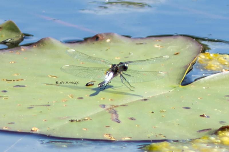 1_5X8A3788-Sierlijke-witsnuitlibel-Leucorrhinia-caudalis-Lilypad-Whiteface-Zierliche-Moosjungfer-Leucorrhine-a-large-queue_1