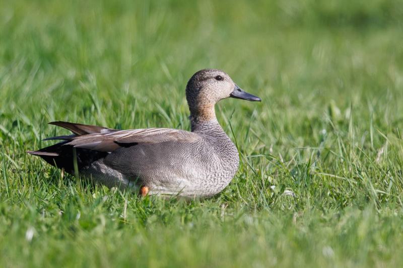 BR8A6744-Krakeend-Mareca-strepera-Gadwall-Schnatterente-Canard-chipeau-Anade-friso_1