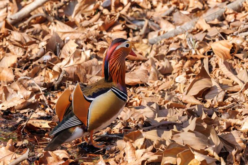 0N0A1959-Mandarijneend-Aix-galericulata-Mandarin-Duck-Mandarinente-Canard-mandarin-Pato-mandarin_1