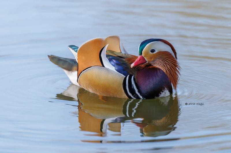 0N0A2257-Mandarijneend-Aix-galericulata-Mandarin-Duck-Mandarinente-Canard-mandarin-Pato-mandarin_1