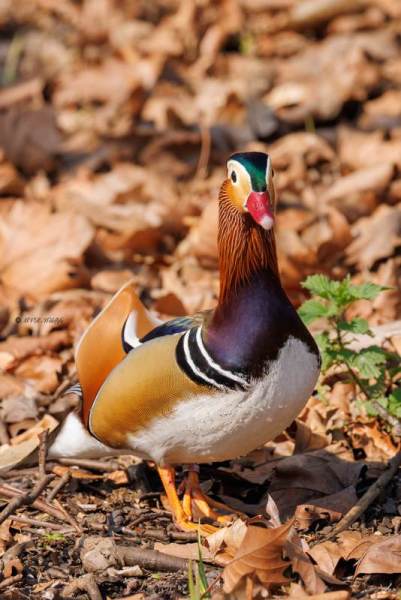 0N0A2002-Mandarijneend-Aix-galericulata-Mandarin-Duck-Mandarinente-Canard-mandarin-Pato-mandarin_1