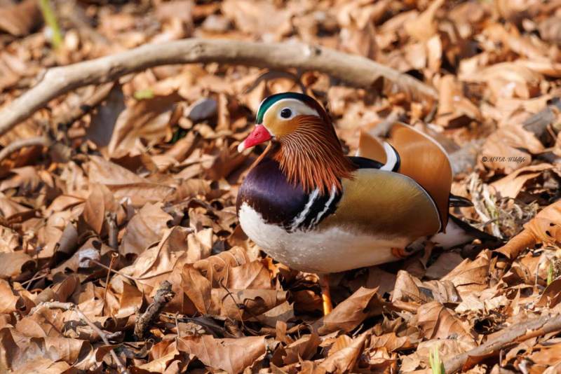 0N0A2074-Mandarijneend-Aix-galericulata-Mandarin-Duck-Mandarinente-Canard-mandarin-Pato-mandarin_1