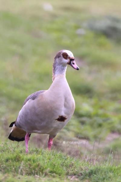 BR8A7725-Nijlgans-Egyptian-Goose-Nilgans-Oie-dEgypte-Oca-de-Egipto_1