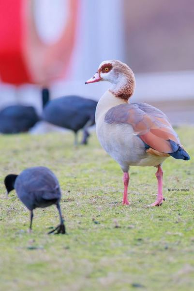 BR8A0677-Nijlgans-Egyptian-Goose-Nilgans-Oie-dEgypte-Oca-de-Egipto_1