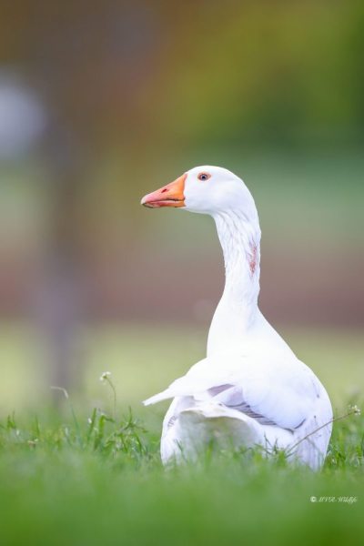 B65A0792-Parkgans-Domestic-Goose-Oie-semi-domestique-Ansar-comun-domestico_1