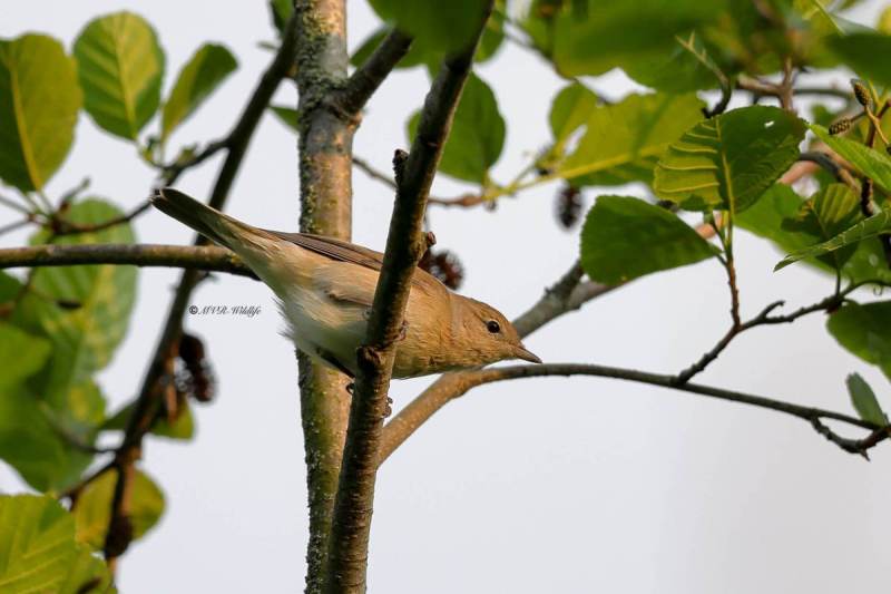 BR8A9200-Tuinfluiter-Garden-Warbler-Gartengrasmucke-Fauvette-des-jardins-Curruca-mosquitera_1
