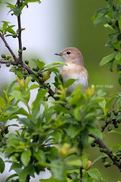 B65A1260-Tuinfluiter-Garden-Warbler-Gartengrasmucke-Fauvette-des-jardins-Curruca-mosquitera_1