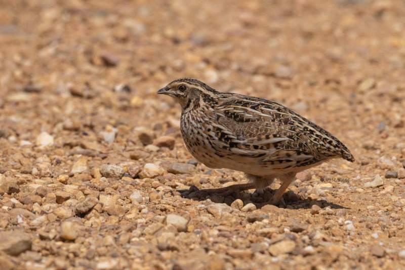 0N0A9980-Kwartel-Coturnix-coturnix-Common-Quail-Wachtel-Caille-des-bles-Codorniz-comun_1