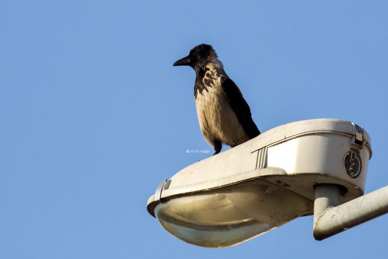 77A2746-Bonte-Kraai-Hooded-Crow-Nebelkrahe-Corneille-Mantelee-Corneja-Cenicienta_1