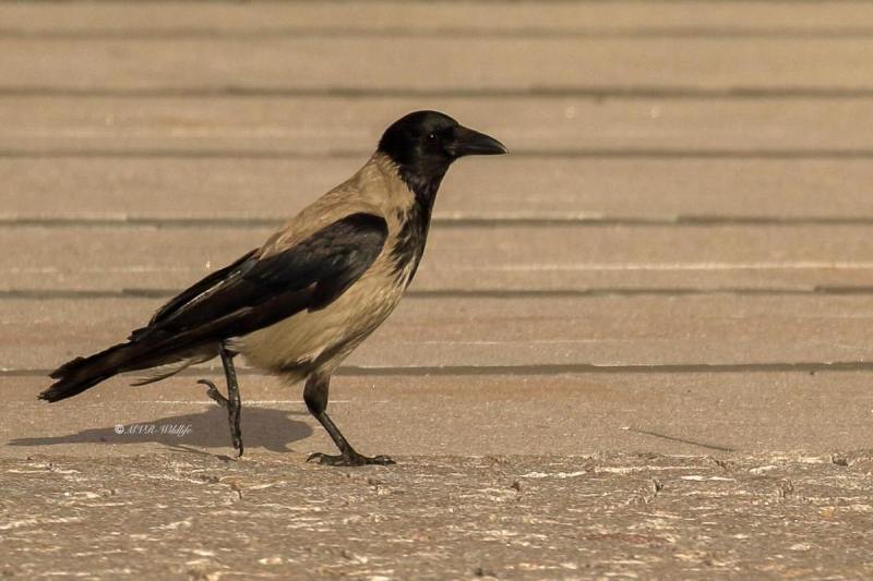 77A2750-Bonte-Kraai-Hooded-Crow-Nebelkrahe-Corneille-Mantelee-Corneja-Cenicienta_1