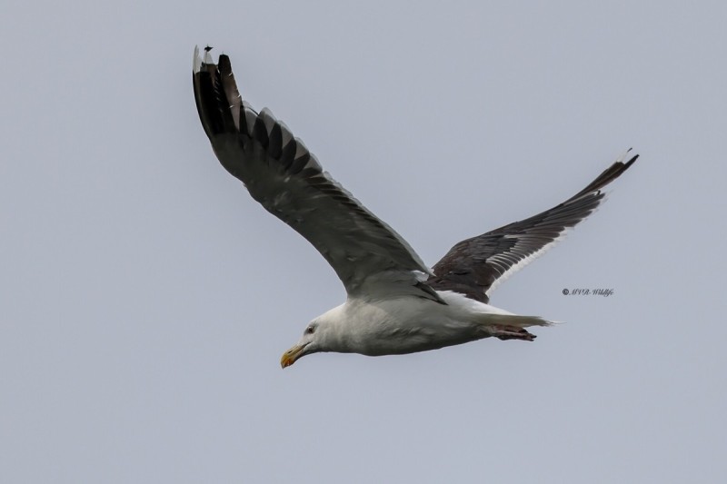 BR8A7219-Grote-Mantelmeeuw-Great-Black-backed-Gull-Mantelmowe-Goeland-marin-Gavion-atlantico_1