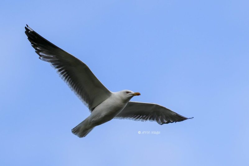 BR8A5674-Kleine-Mantelmeeuw-Lesser-Black-backed-Heringsmowe-Goeland-brun-Gaviota-sombria_1