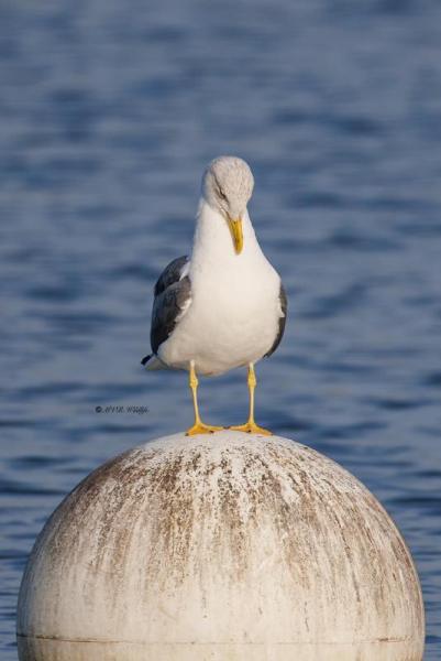 BR8A8613-Kleine-Mantelmeeuw-Lesser-Black-backed-Heringsmowe-Goeland-brun-Gaviota-sombria_1