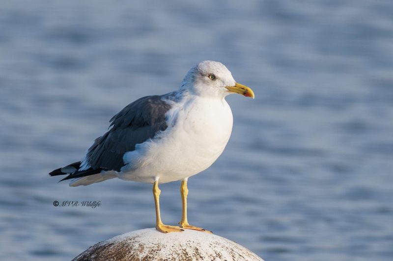 BR8A8625-Kleine-Mantelmeeuw-Lesser-Black-backed-Heringsmowe-Goeland-brun-Gaviota-sombria_1