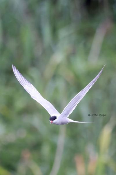 BR8A7706-Visdief-Sterna-hirundo-Common-Tern-Flussseeschwalbe-Sterne-pierregarin-Charran-comun_1