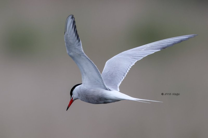 BR8A7726-Visdief-Sterna-hirundo-Common-Tern-Flussseeschwalbe-Sterne-pierregarin-Charran-comun_1