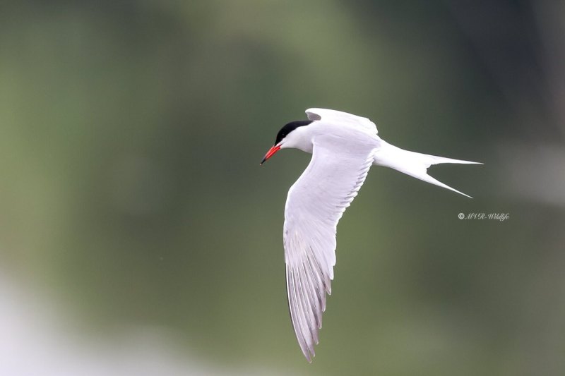 BR8A7710-Visdief-Sterna-hirundo-Common-Tern-Flussseeschwalbe-Sterne-pierregarin-Charran-comun_1