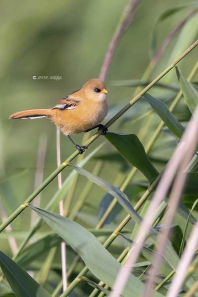 BR8A2872-Baardman-Bearded-Reedling-Bartmeise-Mesange-a-Moustaches-Bigotudo_1