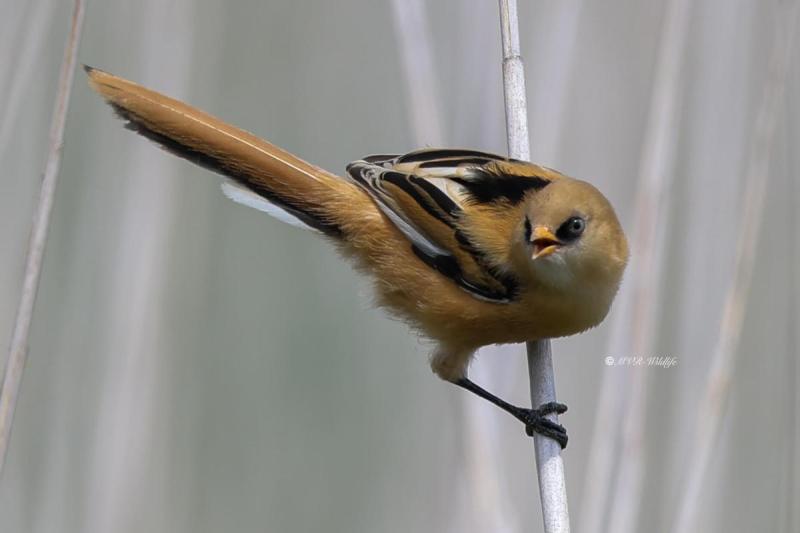 BR8A5025-Baardman-Bearded-Reedling-Bartmeise-Mesange-a-Moustaches-Bigotudo_1