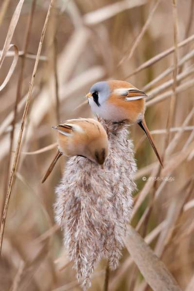 BR8A8259-Baardman-Bearded-Reedling-Bartmeise-Mesange-a-Moustaches-Bigotudo_1