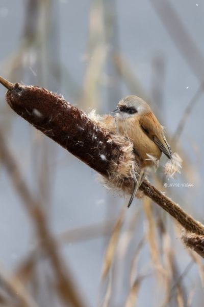BR8A8654-Buidelmees-Remiz-pendulinus-Penduline-Tit-Beutelmeise-Remiz-penduline-Pajaro-moscon_1