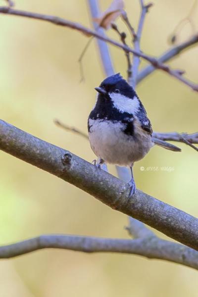 BR8A3534-Zwarte-Mees-Coal-Tit-Tannenmeise-Mesange-noire-Carbonero-garrapinos_1