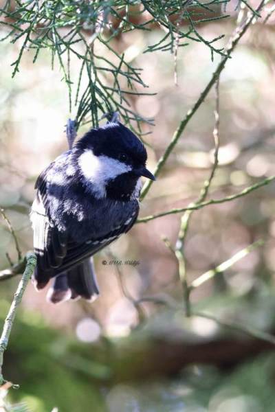 BR8A3740-Zwarte-Mees-Coal-Tit-Tannenmeise-Mesange-noire-Carbonero-garrapinos_1