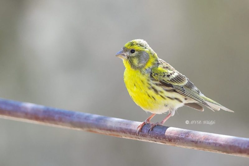 BR8A7031-Europese-Kanarie-European-Serin-Girlitz-Serin-Cini-Serin_1