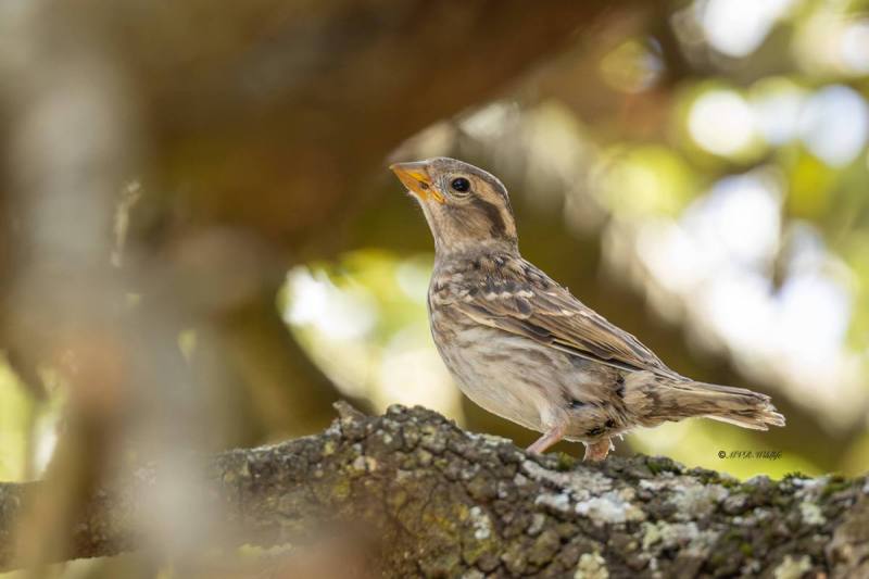 0N0A9789-Rotsmus-Petronia-petronia-Rock-Sparrow-Steinsperling-Moineau-soulcie-Gorrion-chillon_1