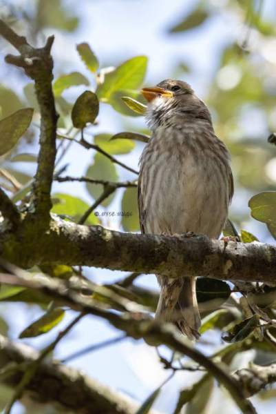 0N0A9887-Rotsmus-Petronia-petronia-Rock-Sparrow-Steinsperling-Moineau-soulcie-Gorrion-chillon_1