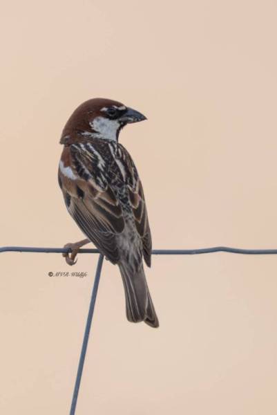 0N0A9753-Spaanse-Mus-Passer-hispaniolensis-Spanish-Sparrow-Weidensperling-Moineau-espagnol-Gorrion-moruno_1