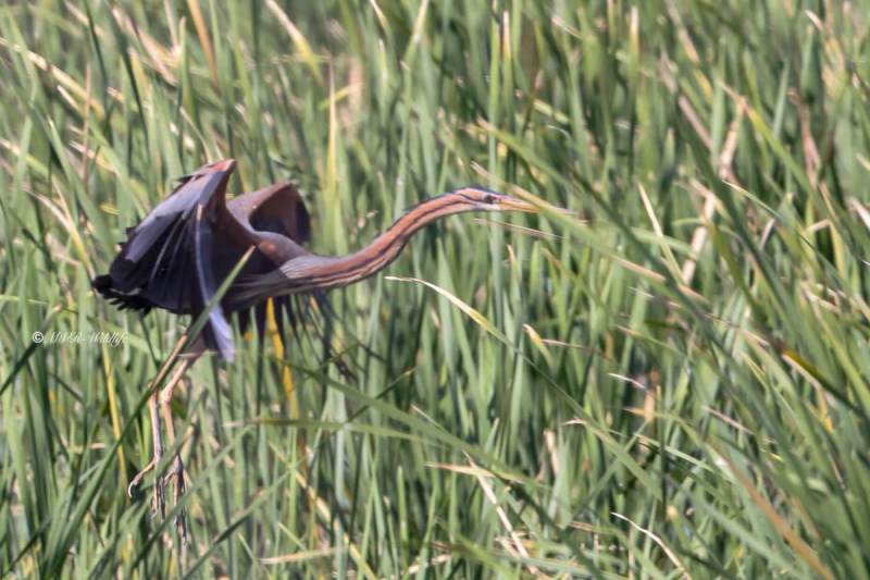 BR8A0557-Purperreiger-Purple-Heron-Purpurreiher-Heron-pourpre-Garza-imperial_1